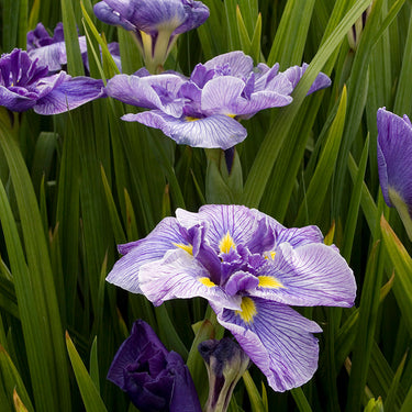 Butterflies In Flight Japanese Iris - Monrovia