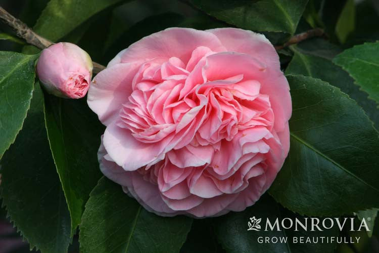 カメリアぺージ Debutante Camellia - Monrovia – Pike Nursery