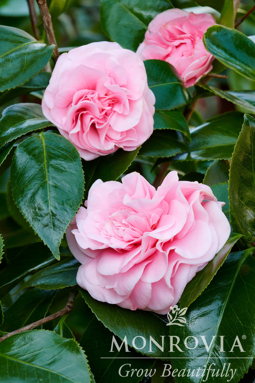 Debutante Camellia - Monrovia – Pike Nursery