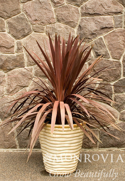 1742-red-star-dracaena-palm-
