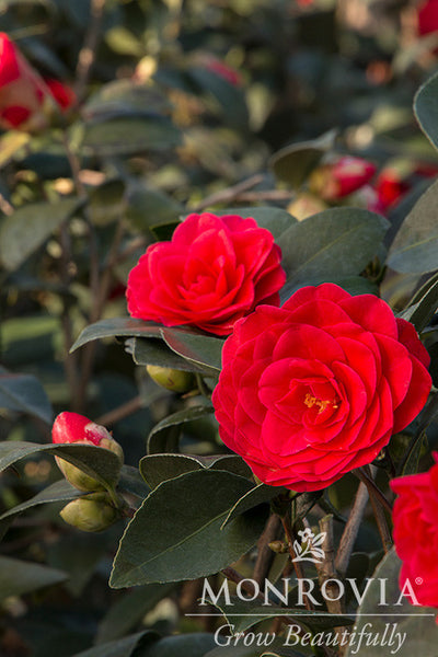 1747Camelliajaponica_2527Glen4