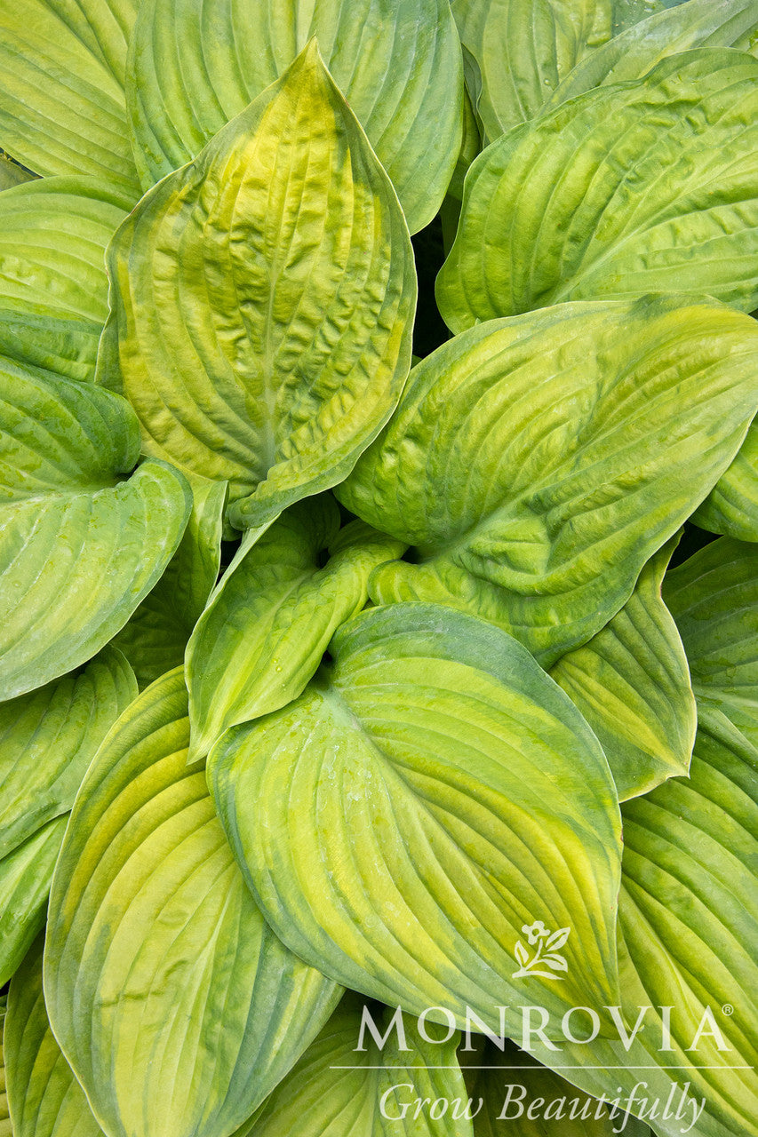 Monrovia Guacamole Hosta - Thumbnail 4