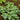 June Hosta - Monrovia