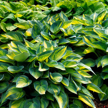 June Hosta - Monrovia