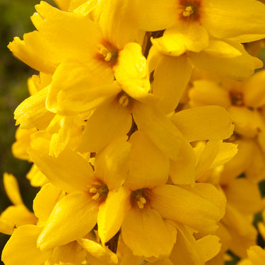Magical® Gold Forsythia - Monrovia