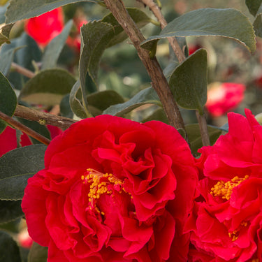 Kramer's Supreme Camellia - Monrovia