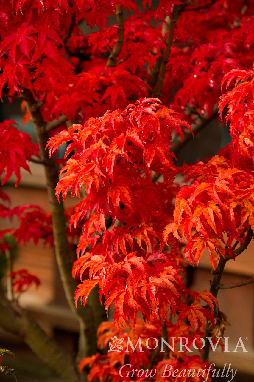 Shishigashira Japanese Maple - Thumbnail 4