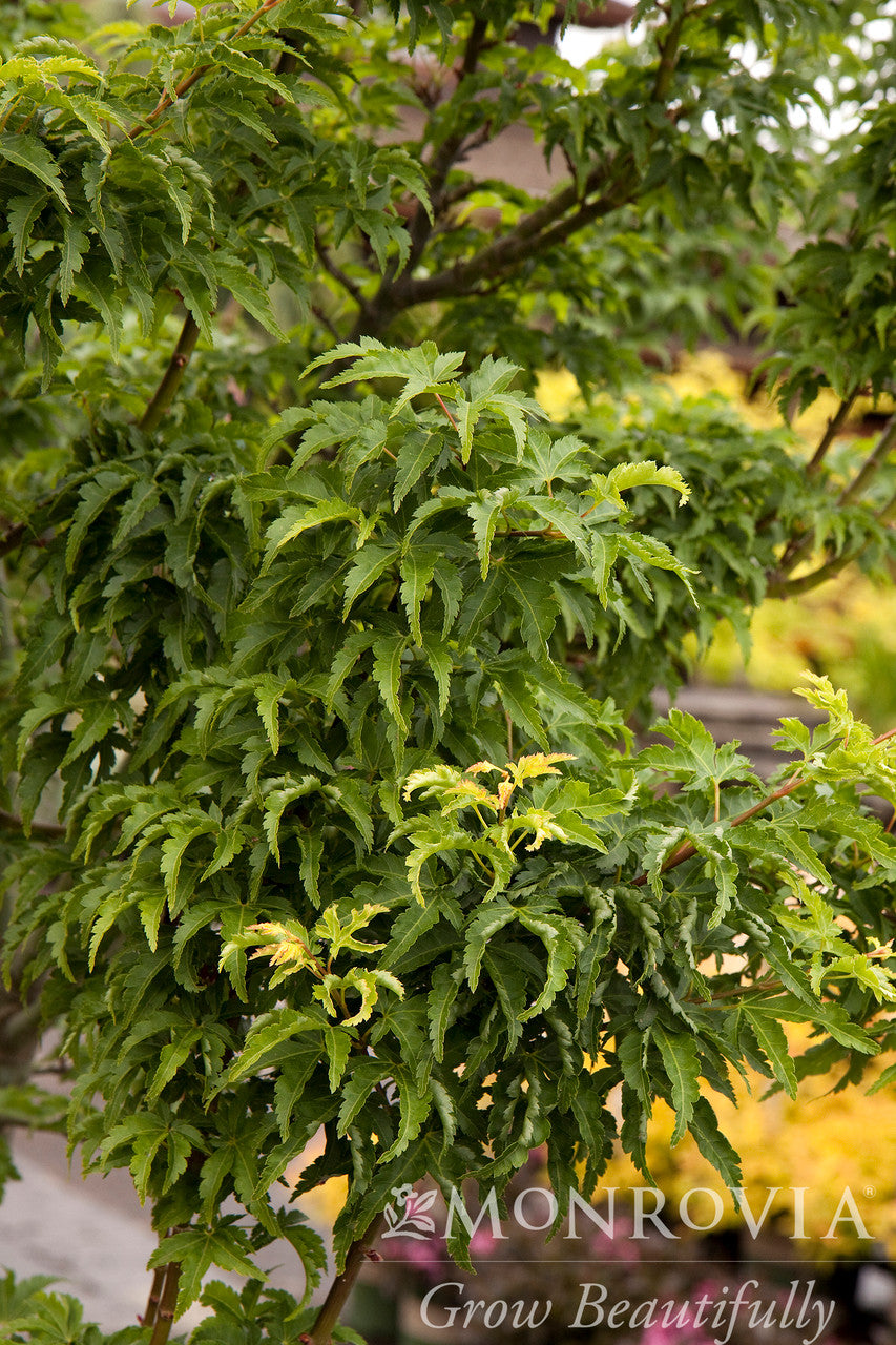 Shishigashira Japanese Maple - Thumbnail 2