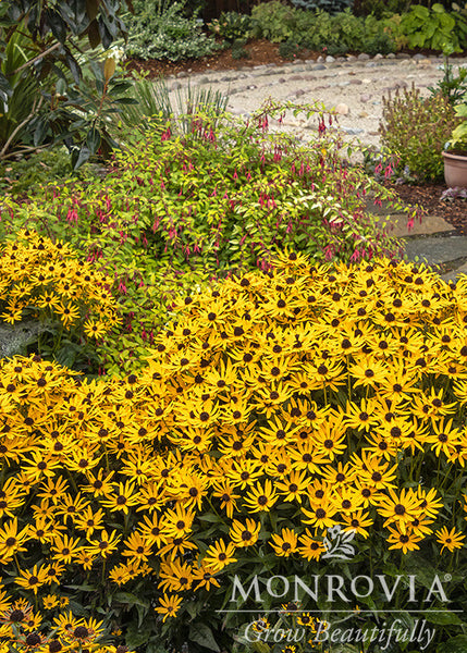 1863Rudbeckia_2527LittleGoldst