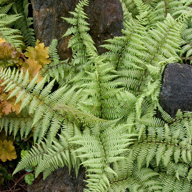 Ghost Fern - Monrovia
