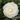 Nuccio's Gem Camellia - Monrovia