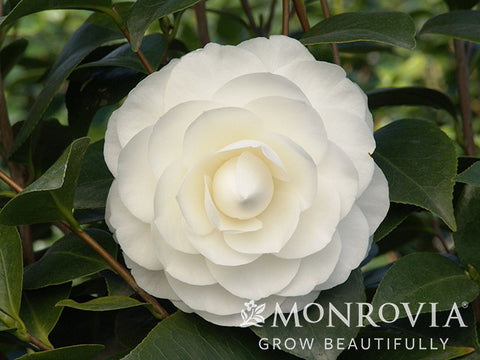 Nuccio's Gem Camellia - Monrovia