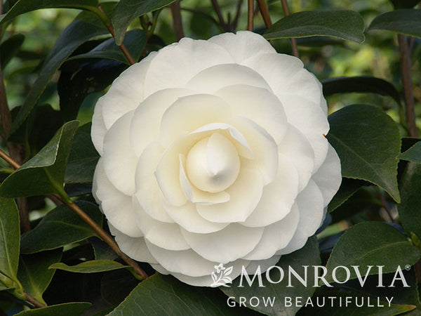 Nuccio's Gem Camellia