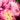 Bowl of Beauty Herbaceous Peony - Monrovia