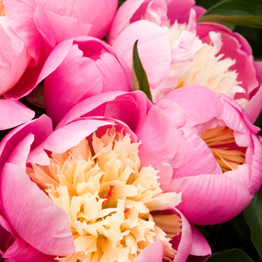 Bowl of Beauty Herbaceous Peony - Monrovia
