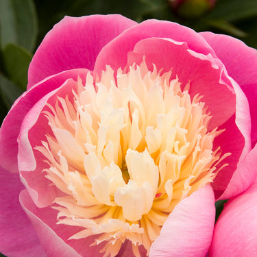 Bowl of Beauty Herbaceous Peony - Monrovia