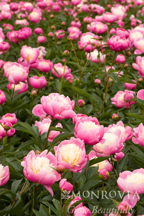 peony succulent Bowl of Beauty Herbaceous Peony