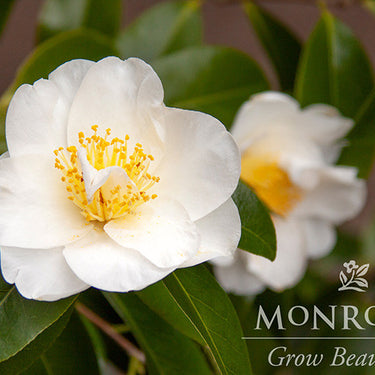 Silver Waves Camellia - Monrovia