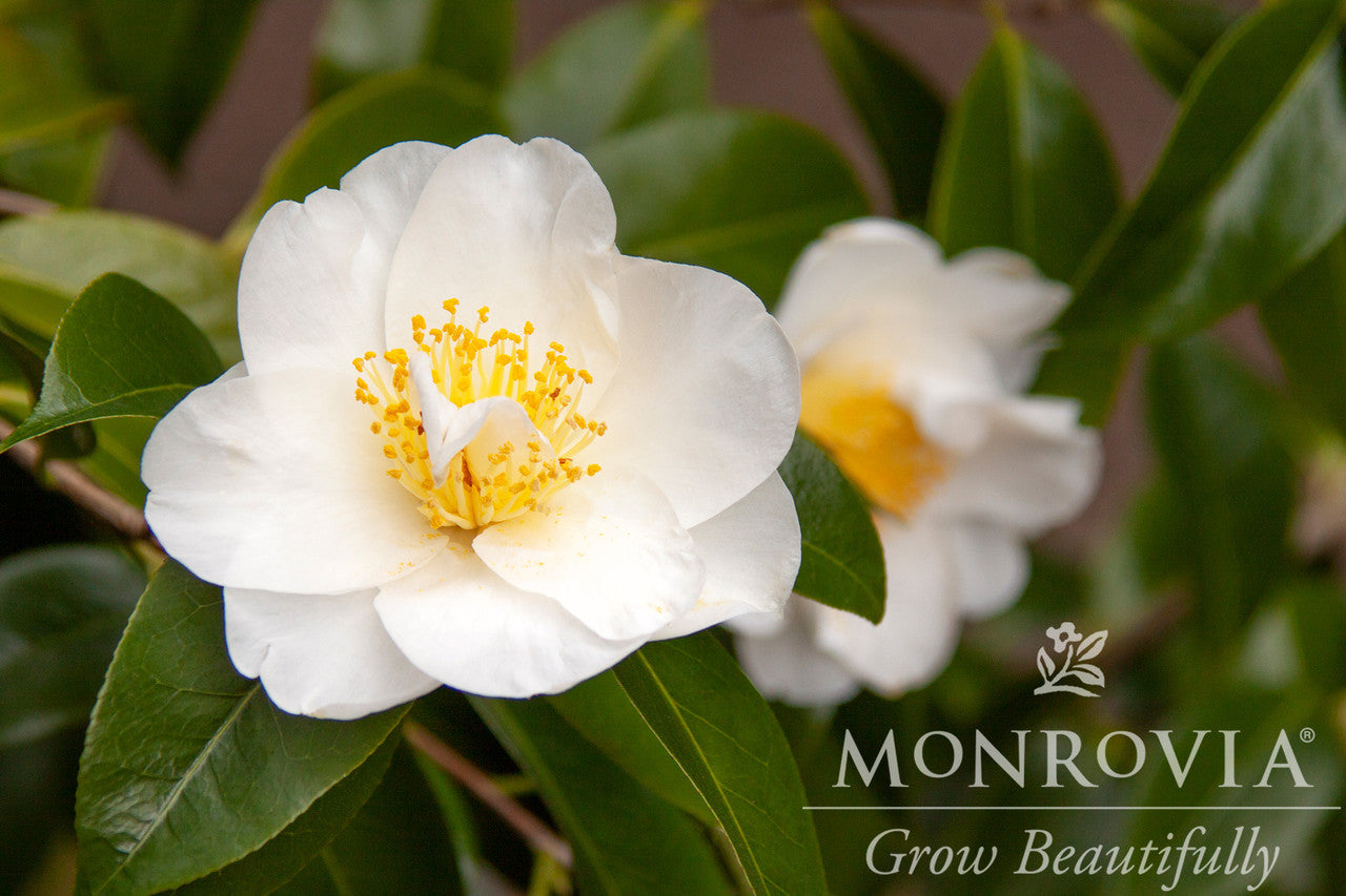 Silver Waves Camellia - Monrovia – Pike Nursery