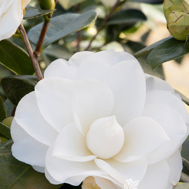 Swan Lake™ Camellia - Monrovia