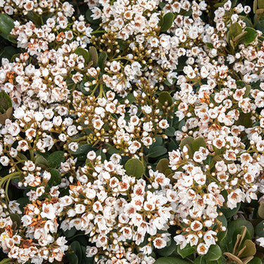 Georgia Petite Indian Hawthorn - Monrovia