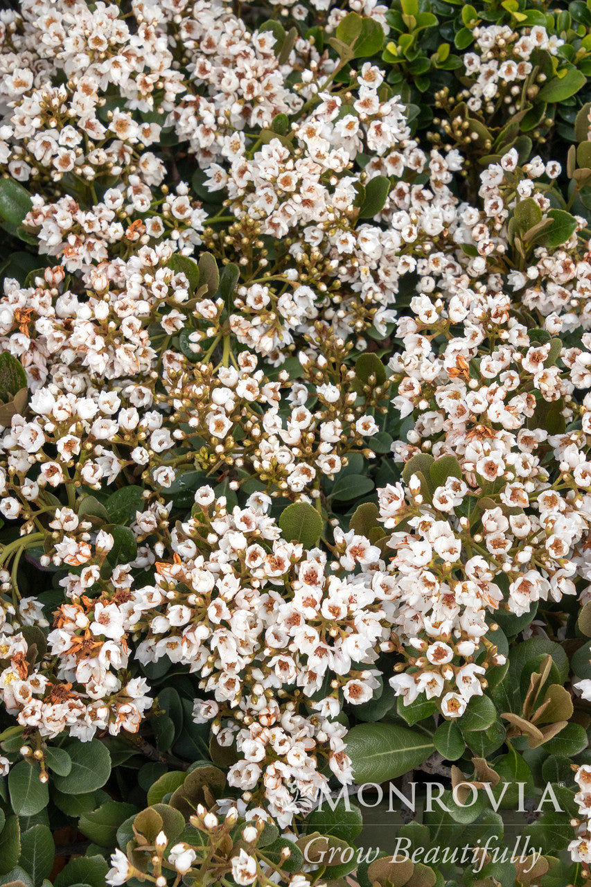 Georgia Petite Indian Hawthorn - Monrovia – Pike Nursery
