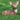 Laydown Deer