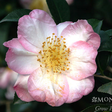Apple Blossom Camellia - Monrovia