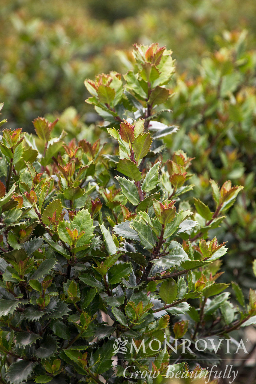 Scallywag™ Holly - Monrovia – Pike Nursery