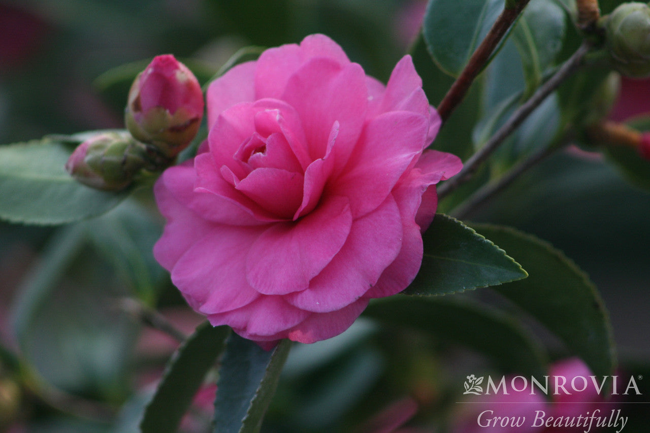 Chansonette Camellia