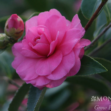 Chansonette Camellia - Monrovia