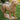 Golden Retriever 29 inch