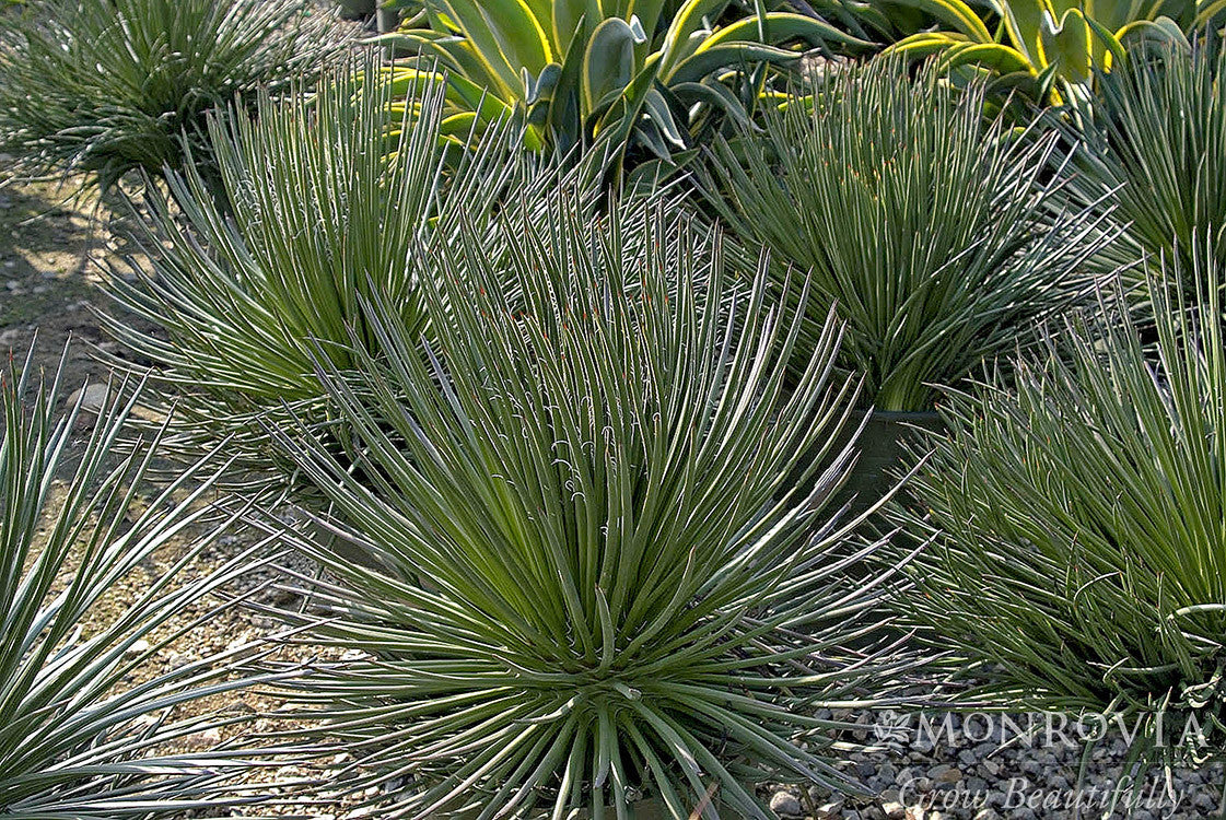 フラワー・ガーデニング Agave montana 'Lime Flash' 57 Amazon.com : Homight Metal Agave Plant Outdoor Decoration Lily