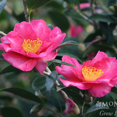 Kanjiro Camellia - Monrovia