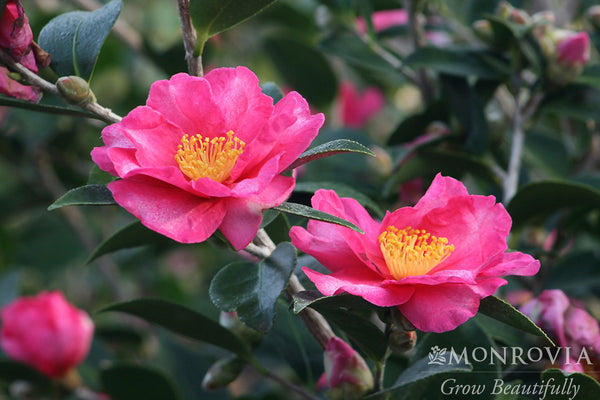 カメリアさん専用ページ Kanjiro Camellia - Monrovia – Pike Nursery