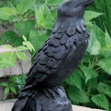 Medium Crow