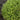 Mr. Bowling Ball® Arborvitae - Monrovia