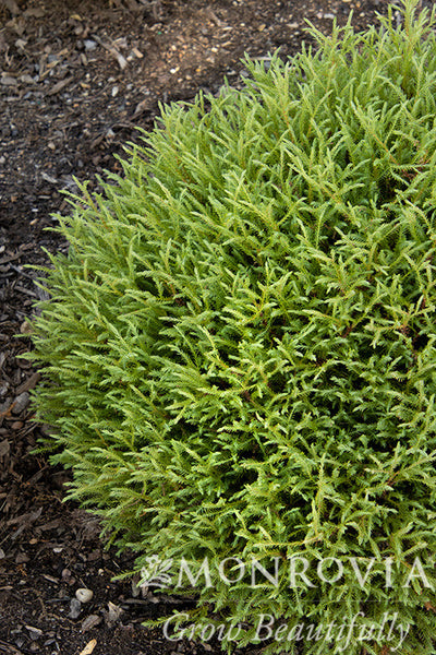 2217-mr-bowling-ball-