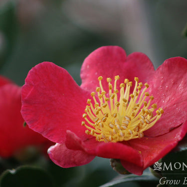 Yuletide Camellia - Monrovia