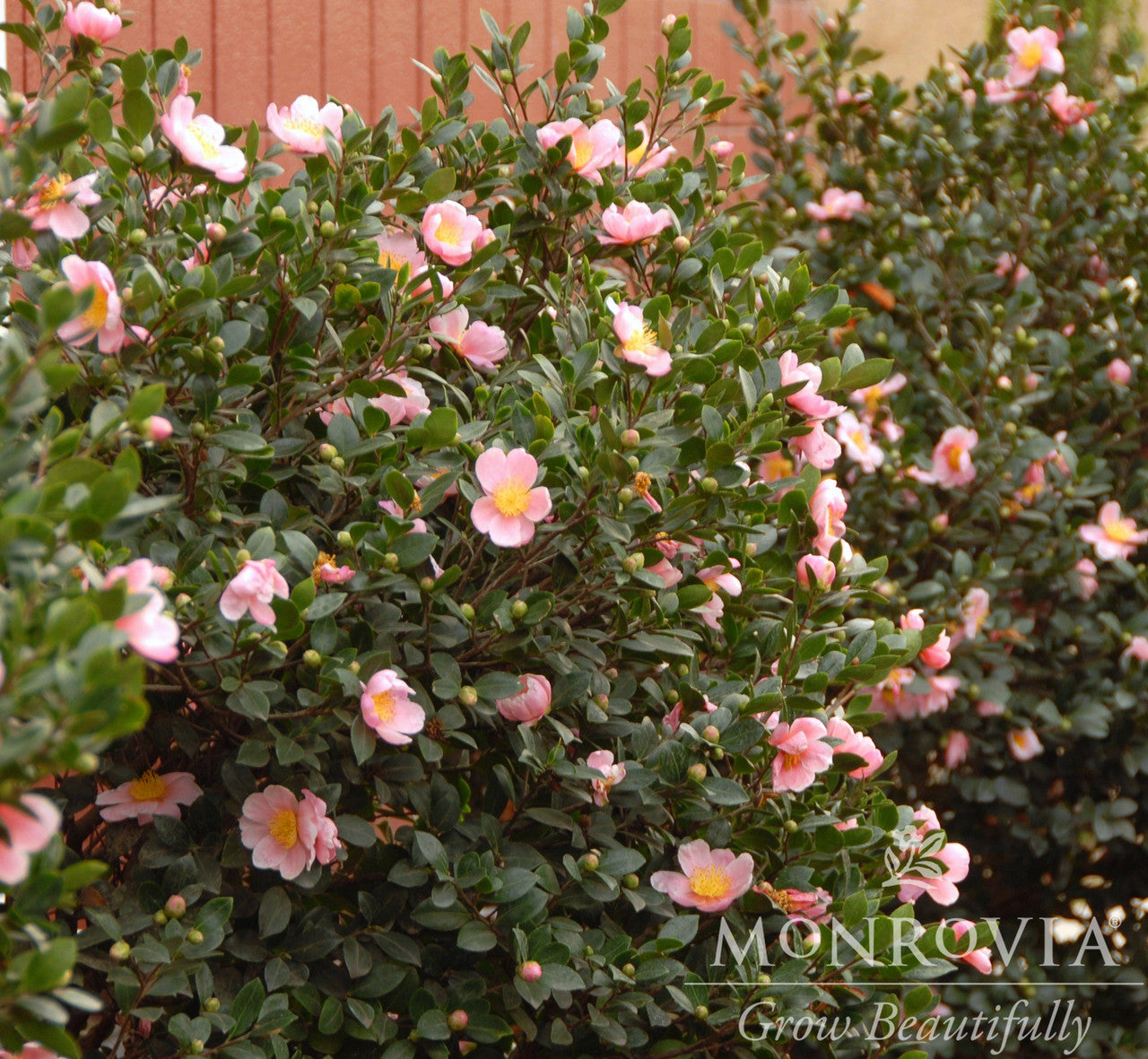 Monrovia Chansonette Camellia - Thumbnail 2
