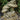 Frogs And Mushrooms Plumbed