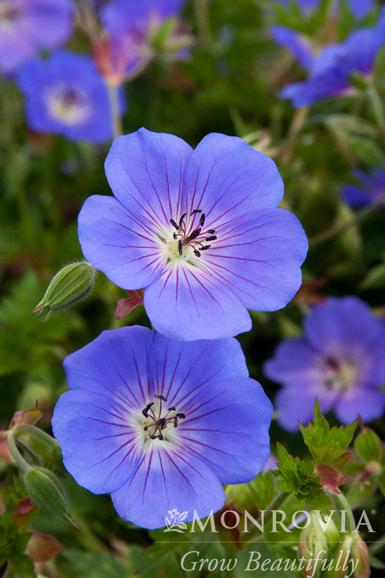 Rozanne Cranesbill - Monrovia – Pike Nursery