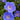 Rozanne Cranesbill - Monrovia