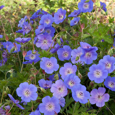 Rozanne Cranesbill - Monrovia