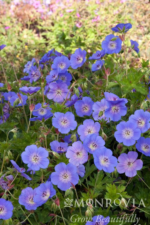 cranesbill geranium seeds for sale Rozanne Cranesbill