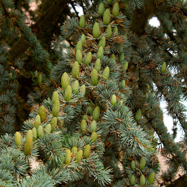 Blue Atlas Cedar - Monrovia
