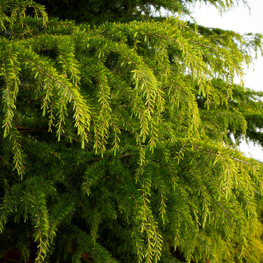 Golden Deodar Cedar - Monrovia