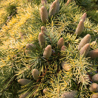 Golden Deodar Cedar - Monrovia
