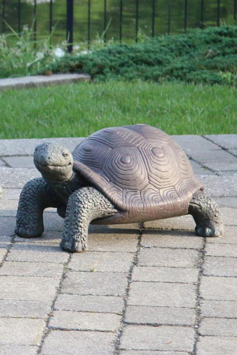 Tortoise Large