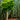 Tempelhof Cypress - Monrovia